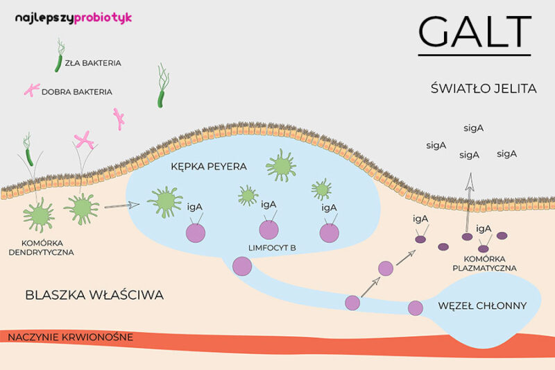 GALT Najlepszy probiotyk