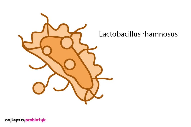 Lactobacillus rhamnosus - Najlepszy probiotyk